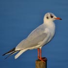 gull